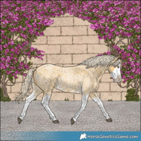 Horse Color:Palomino Roan Splash