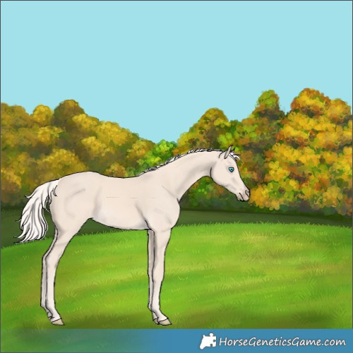 Horse Color:Cremello