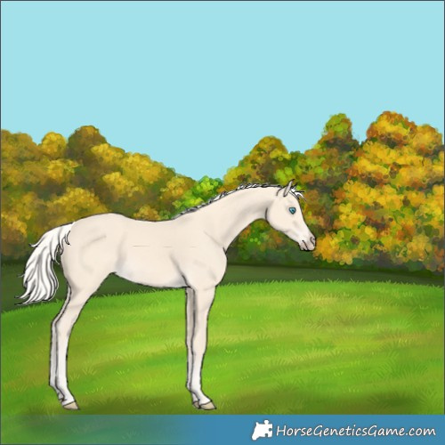 Horse Color:Cremello 