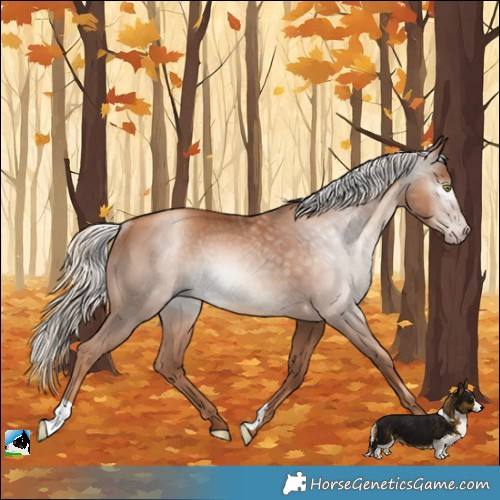 Horse Color:Gray Gold Champagne Mushroom Rabicano