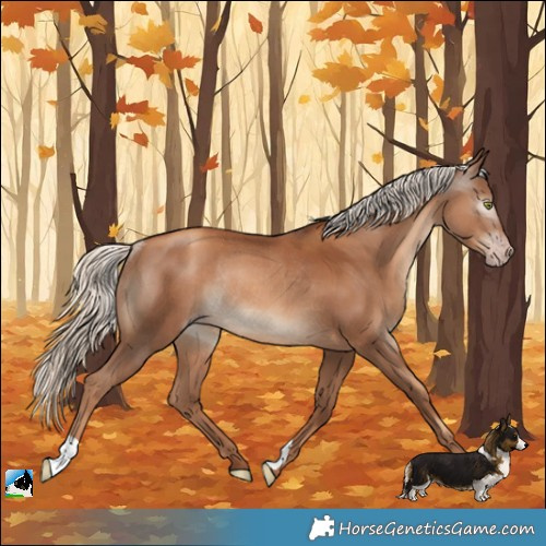Horse Color:Gray Gold Champagne Mushroom Rabicano 