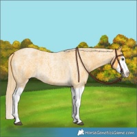Horse Color:Palomino Roan Splash