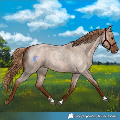 Horse Color:Red Dun Roan