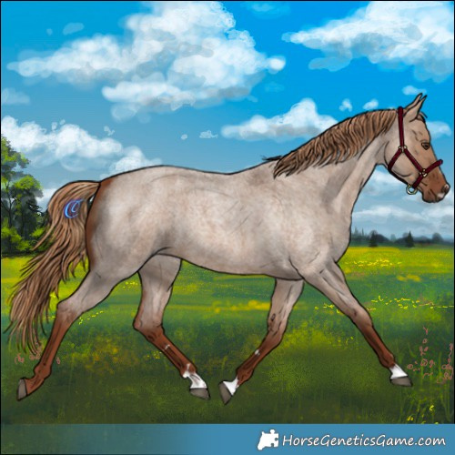 Horse Color:Red Dun Roan 