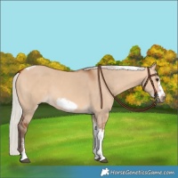 Horse Color:Silver Bay Dun Sabino Tobiano Frame Rabicano 