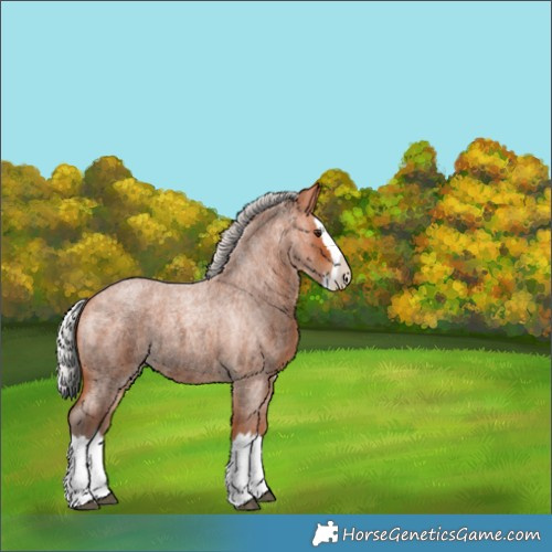 Horse Color:Silver Bay Roan Splash 