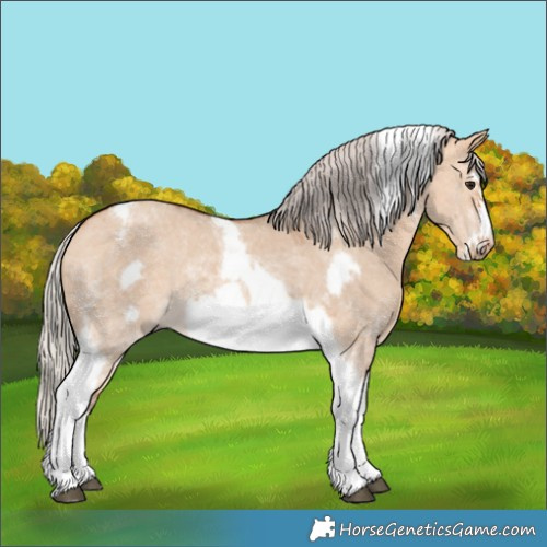 Horse Color:Silver Bay Dun Sabino Tobiano Frame Rabicano 