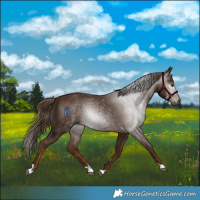 Horse Color:Gray Chestnut 
