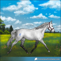 Horse Color:Gray Black 