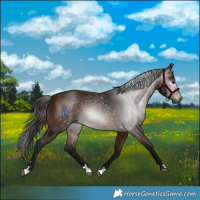 Horse Color:Gray Bay 