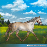 Horse Color:Gray Red Dun 