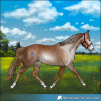 Horse Color:Gray Chestnut 