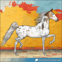 Horse Color:Gray Silver Buckskin Splash Tobiano Appaloosa