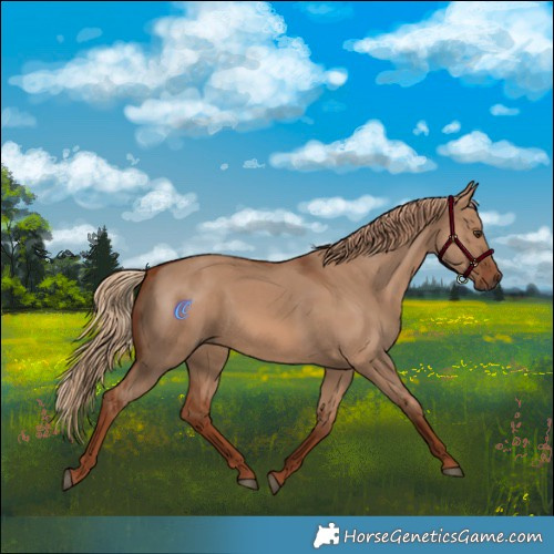 Horse Color:Red Dun 
