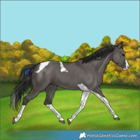 Horse Color:Grullo Splash Tobiano 