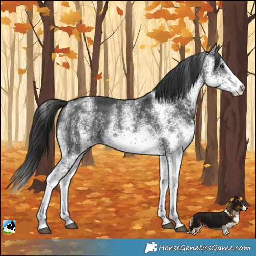 Horse Color:White Spotted Liver Chestnut