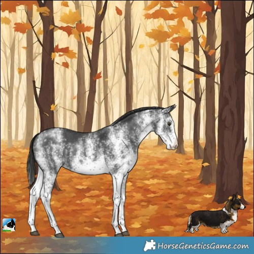 Horse Color:White Spotted Liver Chestnut