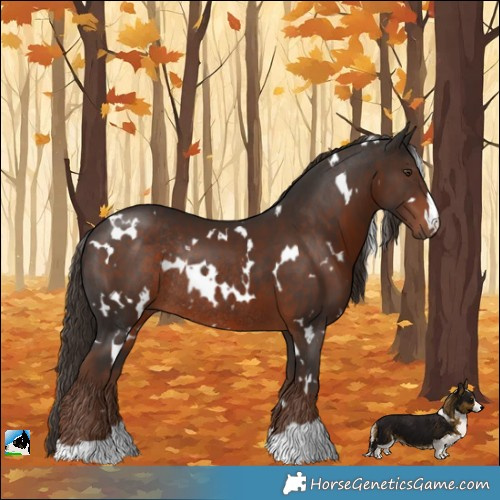 Horse Color:White Spotted Liver Chestnut Rabicano