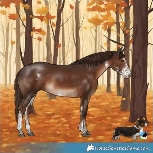 Horse Color:Liver Chestnut Sabino Rabicano 