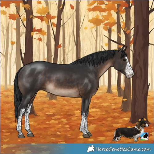 Horse Color:White Spotted Brown Rabicano