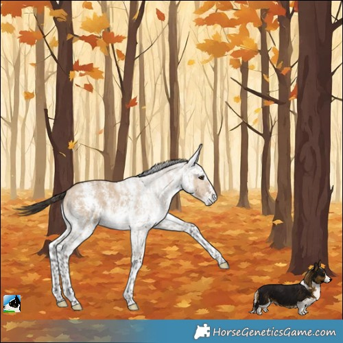 Horse Color:White Spotted Bay Dun