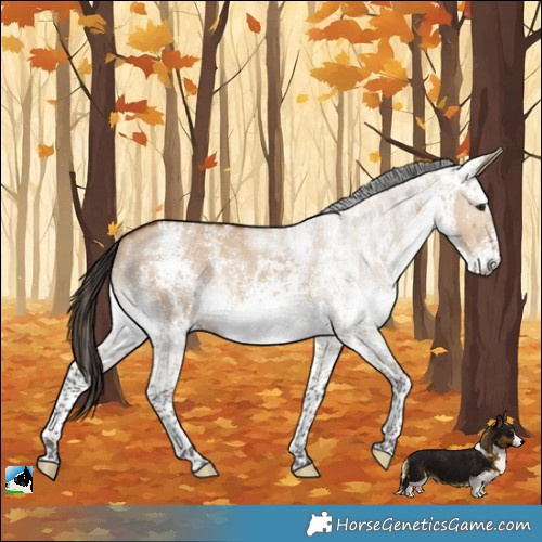 Horse Color:White Spotted Bay Dun