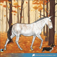 Horse Color:White Spotted Bay Dun 