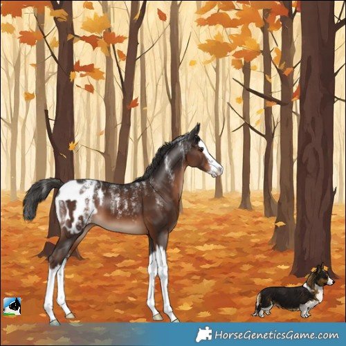 Horse Color:Powder White Liver Chestnut Splash Appaloosa