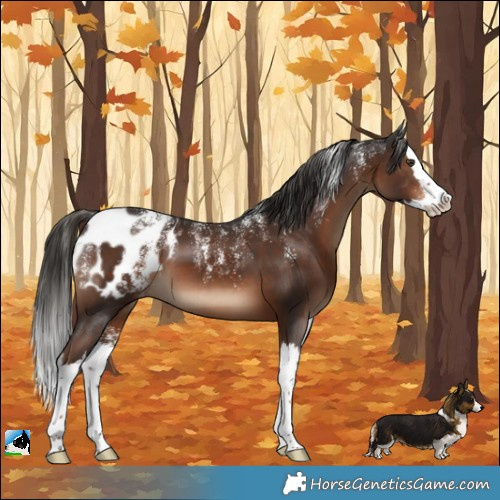 Horse Color:Powder White Liver Chestnut Splash Appaloosa 