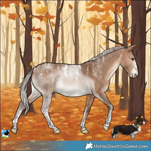 Horse Color:Powder White Silver Bay Dun Sabino Rabicano