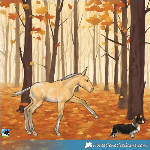 Horse Color:Powder White Silver Buckskin Dun