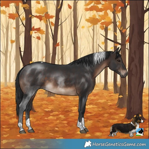 Horse Color:Brown Tobiano Rabicano 