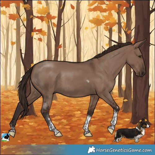 Horse Color:Liver Red Dun Tobiano Rabicano