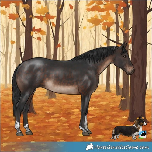 Horse Color:Brown Mushroom Tobiano Rabicano 