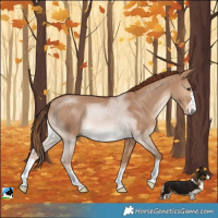 Horse Color:Red Dun Rabicano