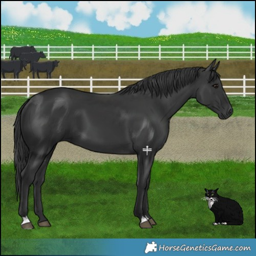 Horse Color:Black 