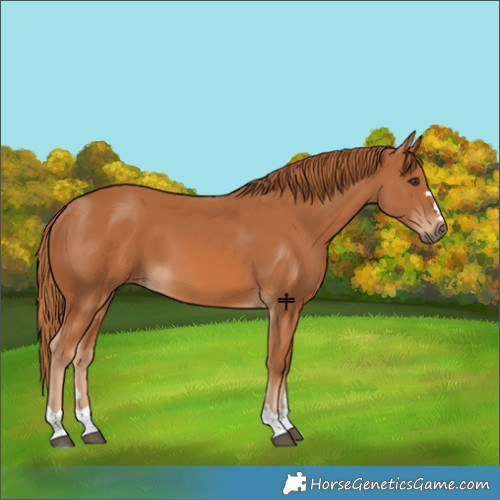 Horse Color:Chestnut 