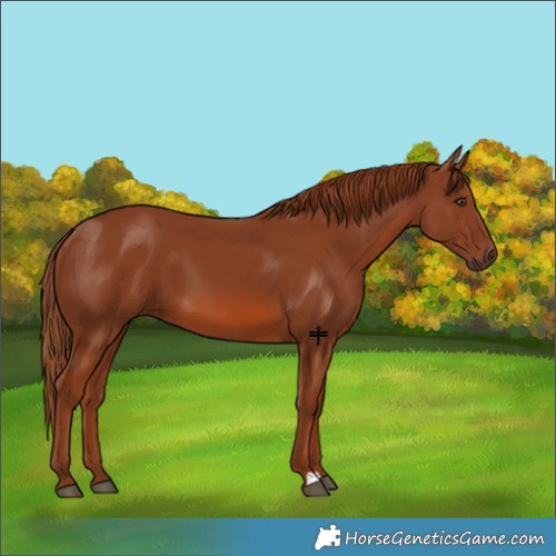 Horse Color:Chestnut 