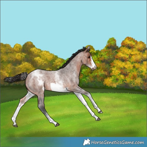 Horse Color:White Spotted Bay Roan Frame 