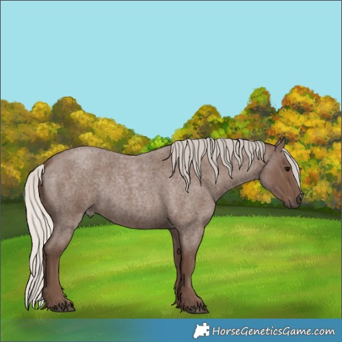 Horse Color:Silver Blue Roan 