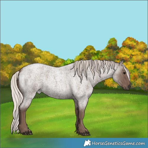 Horse Color:Silver Blue Roan 