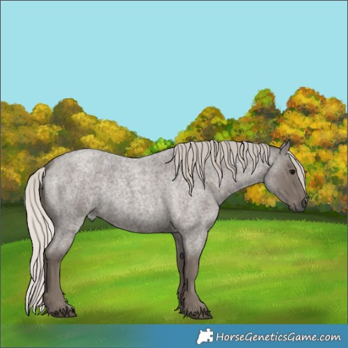 Horse Color:Silver Blue Roan 