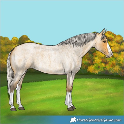 Horse Color:Silver Buckskin Roan Splash 
