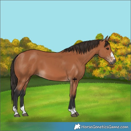 Horse Color:Bay 