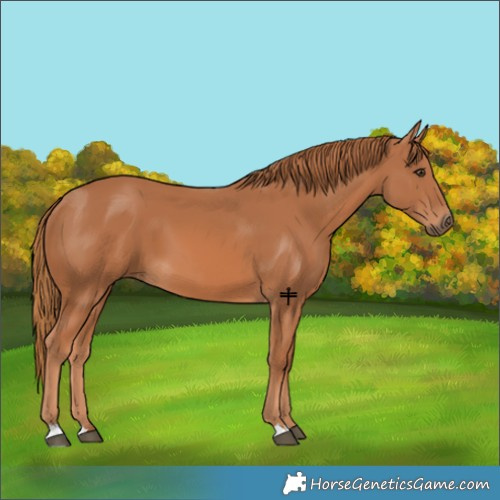 Horse Color:Chestnut 