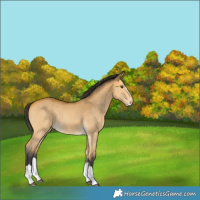 Horse Color:Buckskin Dun Splash 