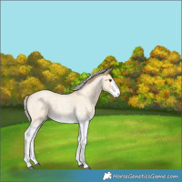 Horse Color:Silver Buckskin Roan Splash