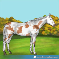 Horse Color:Bay Harlequin Merle