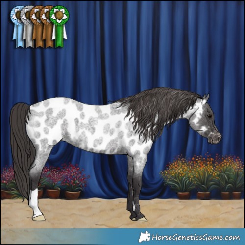 Horse Color:Smoky Blue Roan Near Leopard 