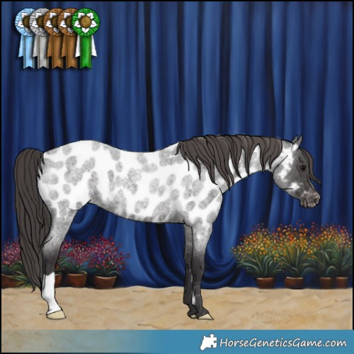 Horse Color:Smoky Blue Roan Appaloosa 